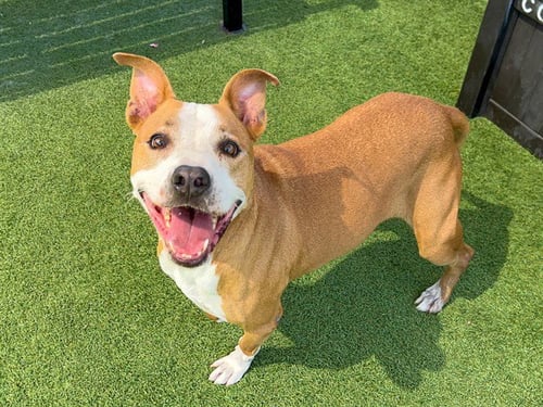 PENNIE - Pit Bull Terrier available for adoption
