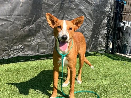 BOULDER - Australian Cattle Dog/Blue Heeler available for adoption