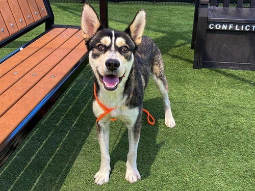 ELI - Siberian Husky available for adoption