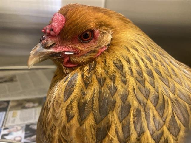 GERTIE - Araucana available for adoption