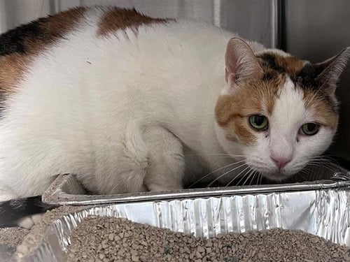 ABBY - Domestic Short Hair available for adoption