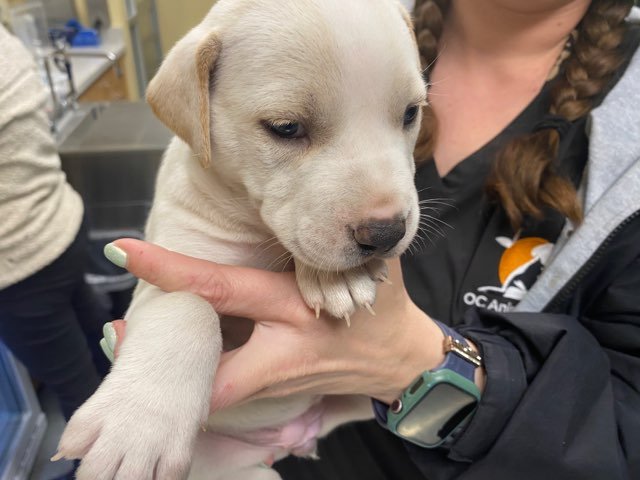 TAMALE - Australian Cattle Dog/Blue Heeler / Labrador Retriever available for adoption