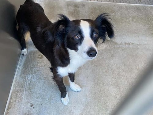 FARMER - Shetland Sheepdog Sheltie available for adoption