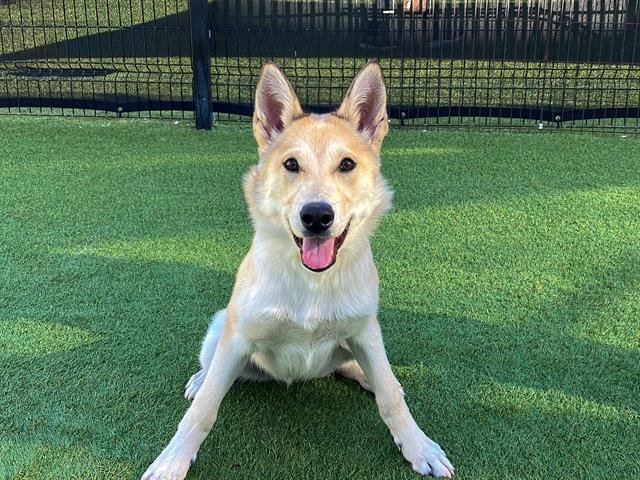 INDY - German Shepherd Dog available for adoption