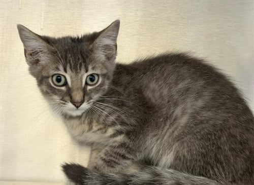 HOPKINS - Domestic Short Hair available for adoption