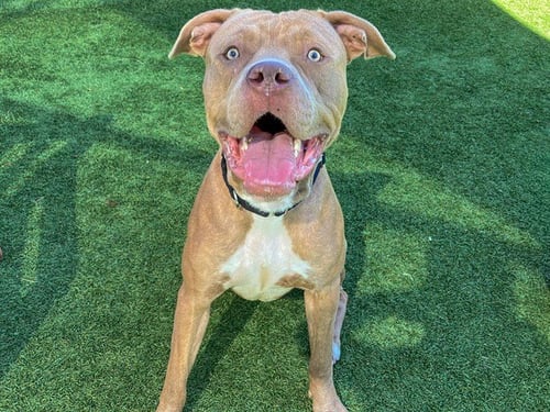 ARMANI - Pit Bull Terrier available for adoption