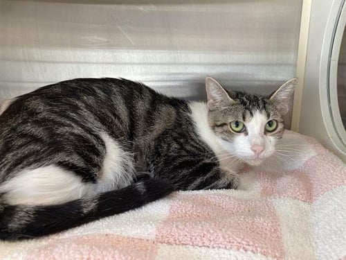 BING - Domestic Short Hair available for adoption