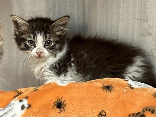 DRAGONFLY - Domestic Medium Hair available for adoption