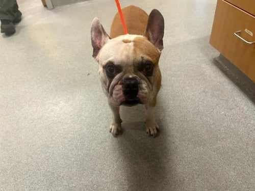 DONATELLO - French Bulldog available for adoption