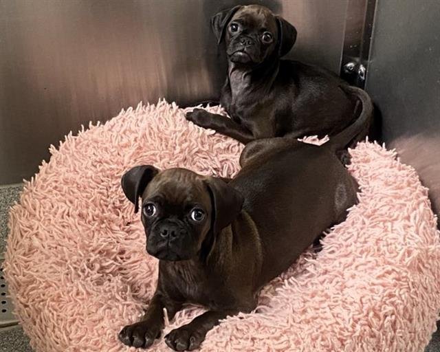 YOSHI - Pug available for adoption