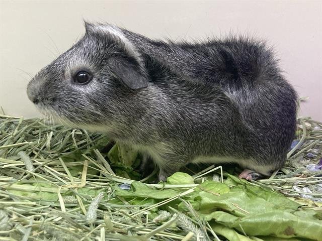PINBALL - Guinea Pig available for adoption