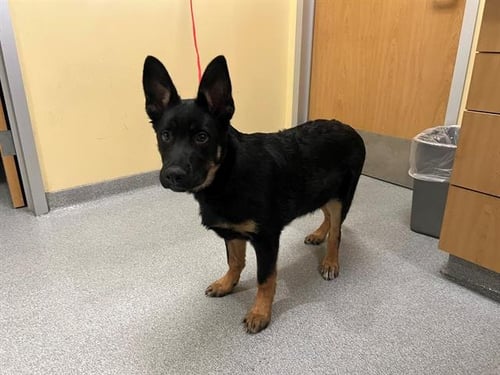 NUGGETRON - German Shepherd Dog available for adoption