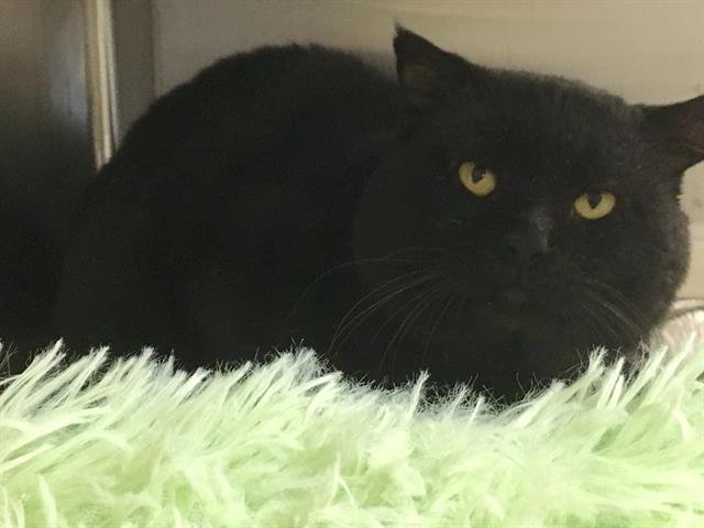 ERNIE - Domestic Short Hair available for adoption