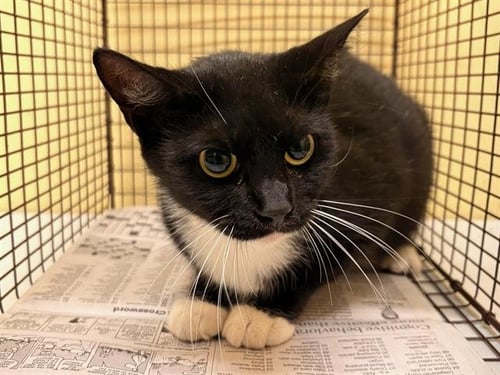 BETSY - Domestic Short Hair available for adoption