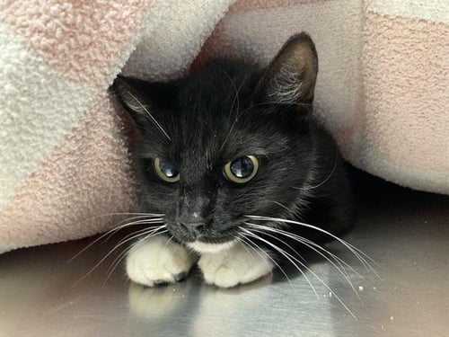 BETSY - Domestic Short Hair available for adoption
