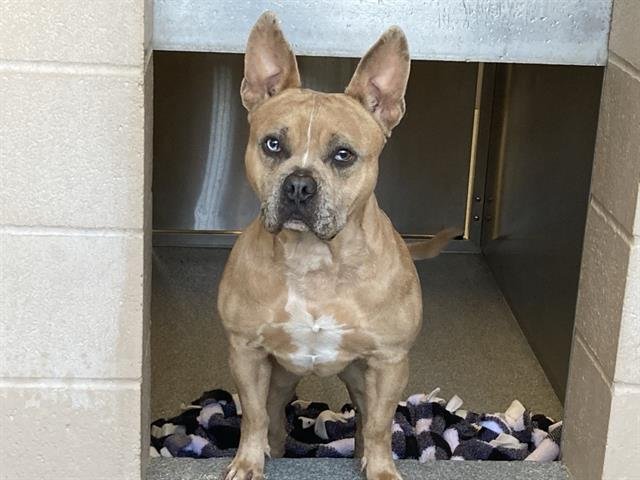 AZLAN - Staffordshire Bull Terrier / French Bulldog available for adoption