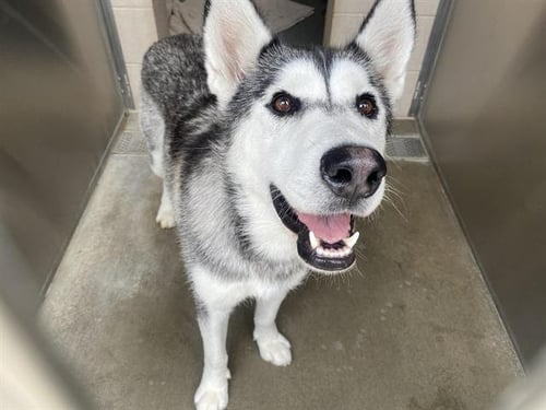 LILO - Siberian Husky available for adoption
