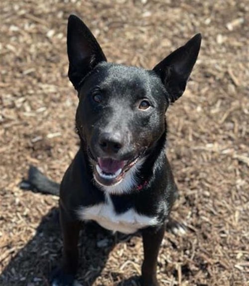 KANGAROO - Border Collie / Bull Terrier available for adoption