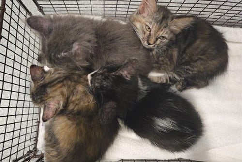 QUENTIN - Domestic Medium Hair for adoption in Garden Grove