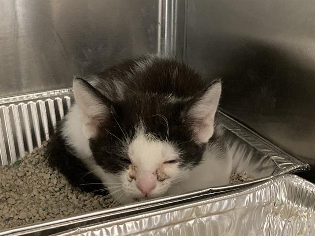 ROXY - Domestic Short Hair available for adoption