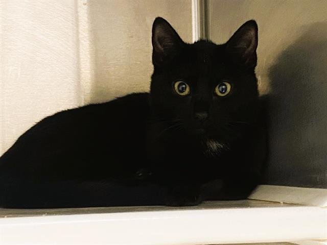 PRIESTESS - Domestic Short Hair available for adoption