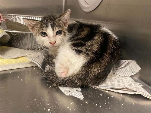 SUGAR - Domestic Short Hair available for adoption