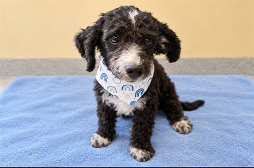 PATRICK - Poodle (Miniature) available for adoption