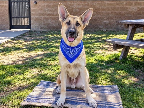 HITMONLEE - German Shepherd Dog available for adoption