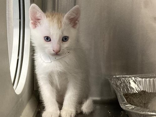 SHIRO - Siamese available for adoption