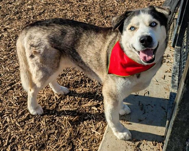 OZZY - Siberian Husky available for adoption