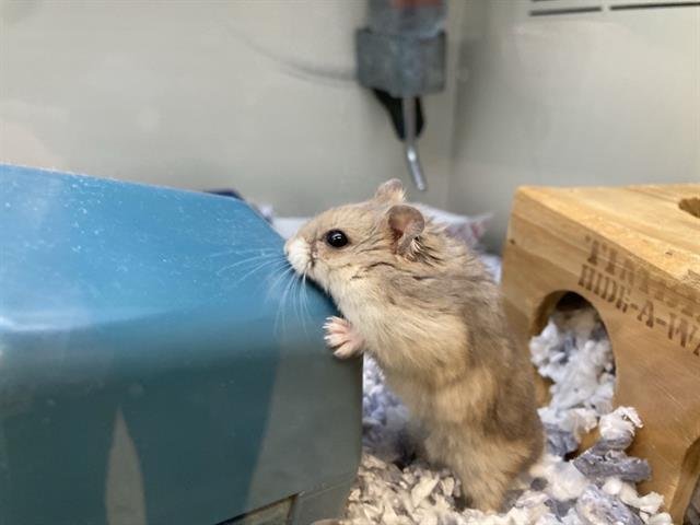 WATCHOG Image
