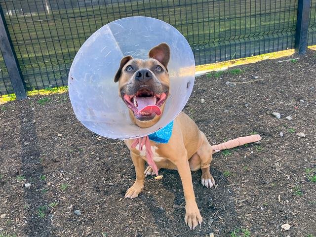 NOLA - Pit Bull Terrier available for adoption