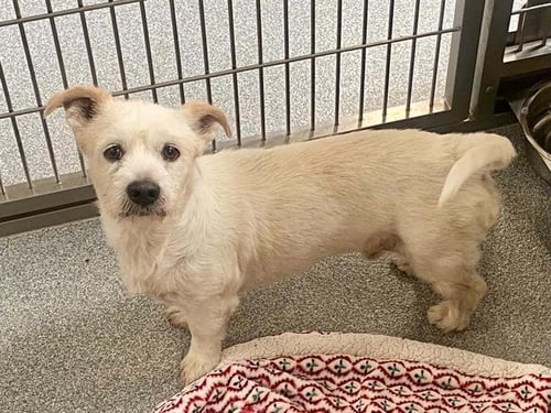 BADGER - Border Terrier / Chihuahua available for adoption