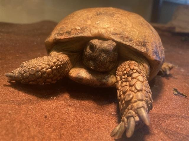 GLORIA - Tortoise available for adoption