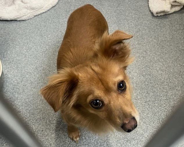 BENJI - Dachshund / Pomeranian available for adoption