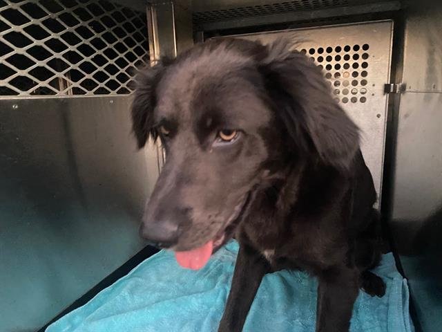 PRIMA - Labrador Retriever available for adoption