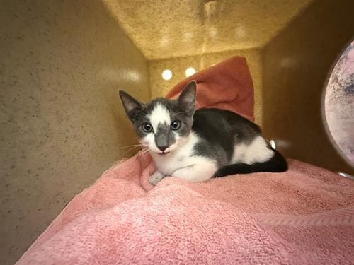 MR PHELPS - Domestic Short Hair available for adoption