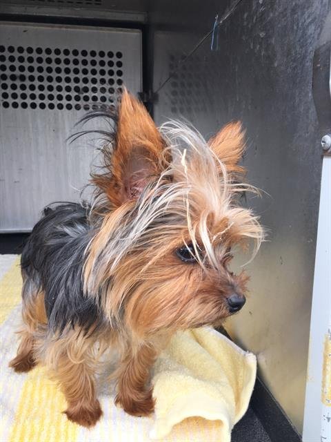 BARBIE - Yorkshire Terrier Yorkie available for adoption
