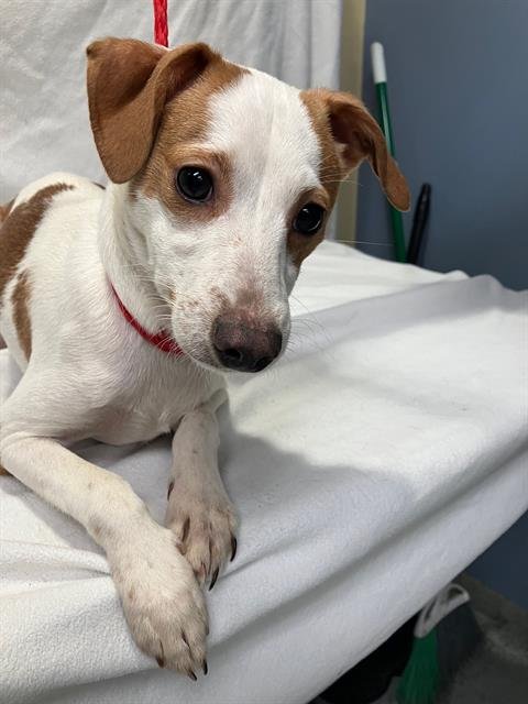 RIDDLE - Chihuahua available for adoption