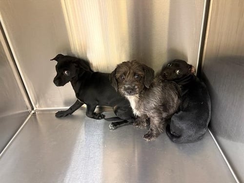 MAPLE - Chihuahua available for adoption