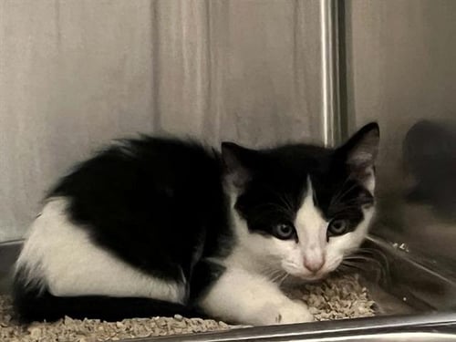 HICCUP - Domestic Short Hair available for adoption