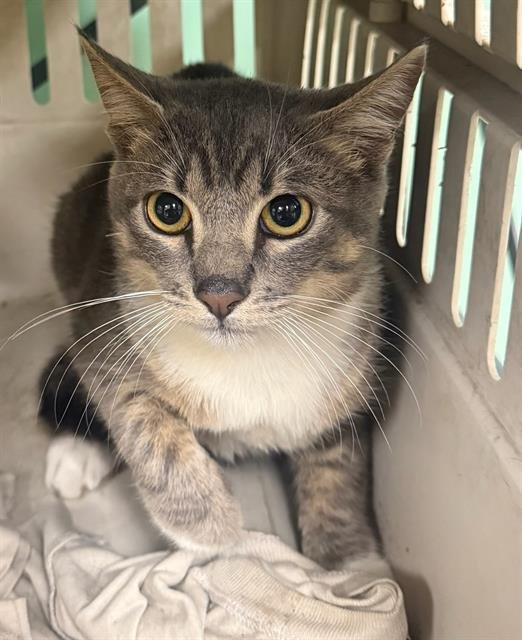 PIPER - Domestic Short Hair available for adoption