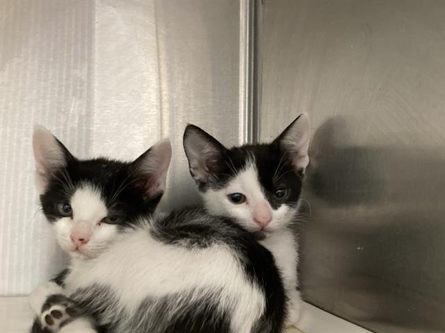 CRAINE - Domestic Short Hair available for adoption