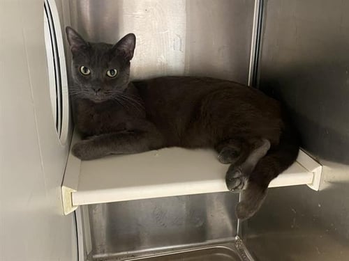 CLARK - Domestic Short Hair for adoption in Santa Ana