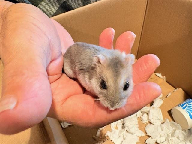 EARL - Hamster available for adoption