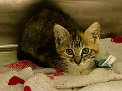 BAMA - Domestic Short Hair available for adoption