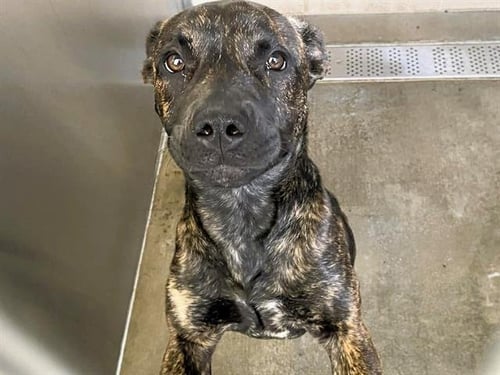 DAISY - Pit Bull Terrier available for adoption