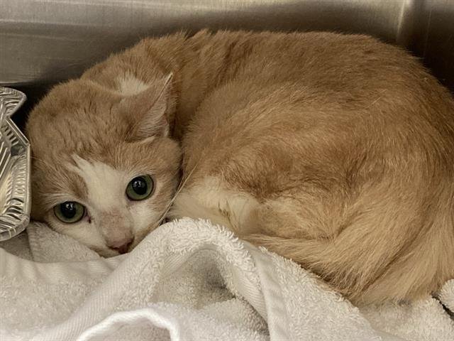 NALA - Domestic Short Hair available for adoption