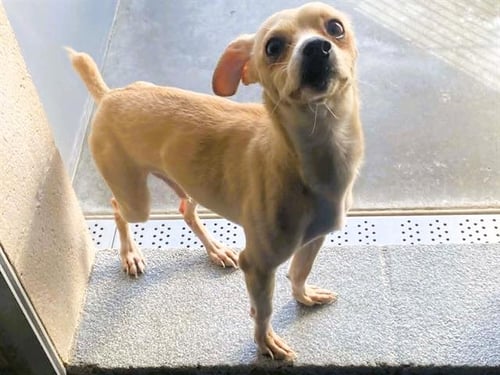 ROGER - Chihuahua / Parson Russell Terrier available for adoption