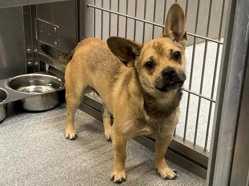 MUGSY - French Bulldog / Chihuahua available for adoption